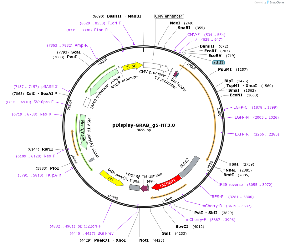 208711-plasmid-map-sequence-id-410342