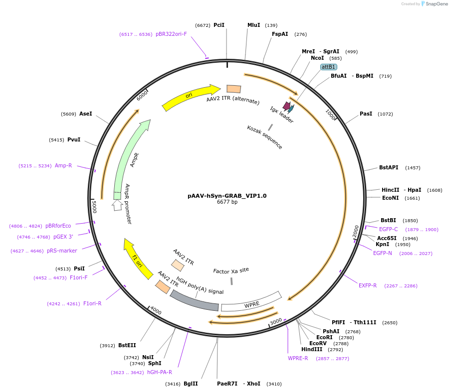 208681-plasmid-map-sequence-id-410348
