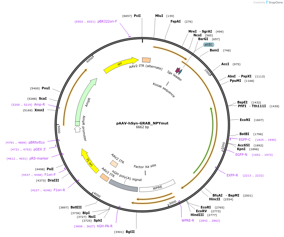 208679-plasmid-map-sequence-id-410351