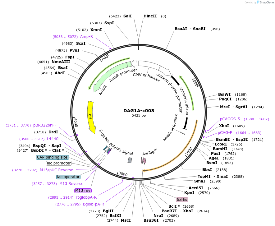 205107-plasmid-map-sequence-id-410354
