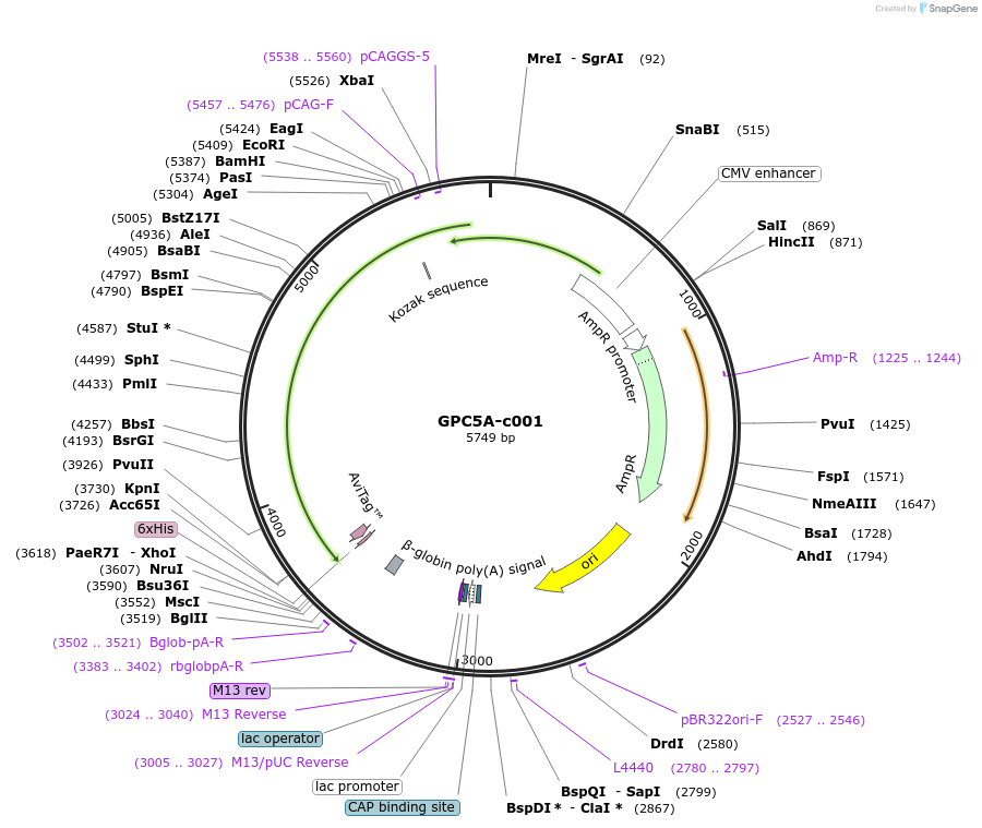 205110-plasmid-map-sequence-id-410361