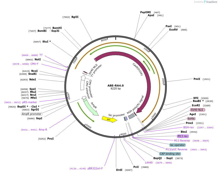 208305-plasmid-map-sequence-id-410362