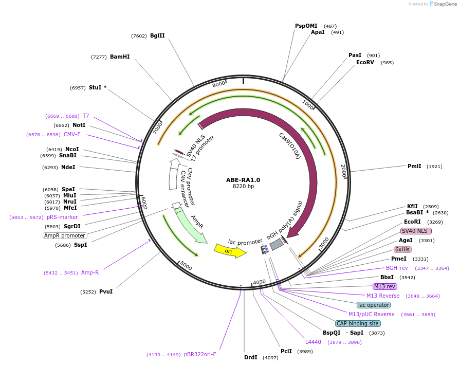 208297-plasmid-map-sequence-id-410367