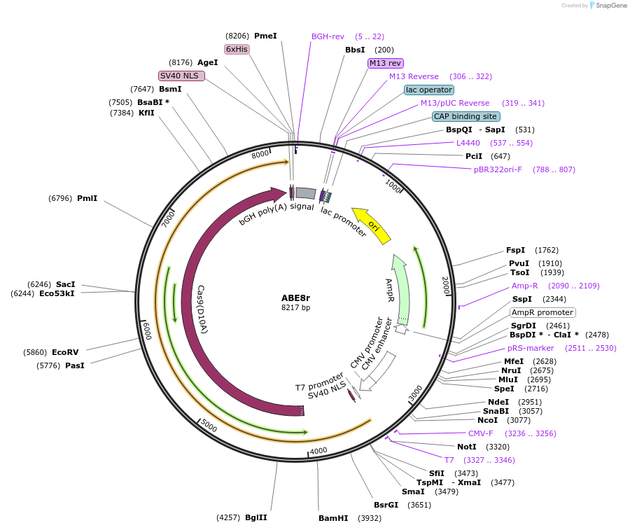 208294-plasmid-map-sequence-id-410370