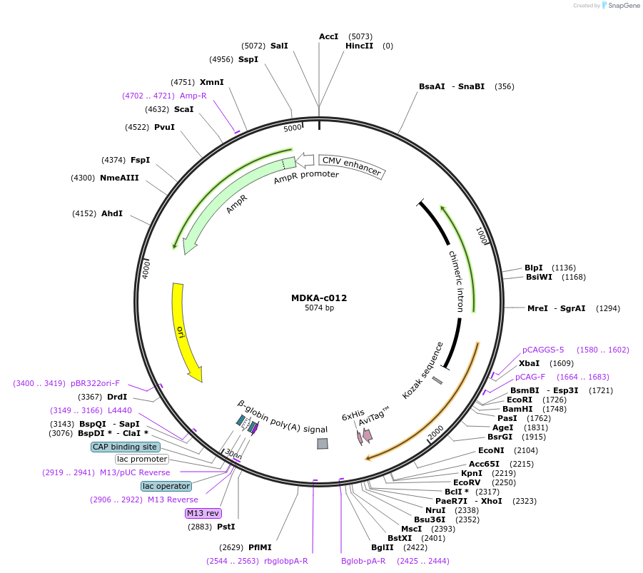 205113-plasmid-map-sequence-id-410384