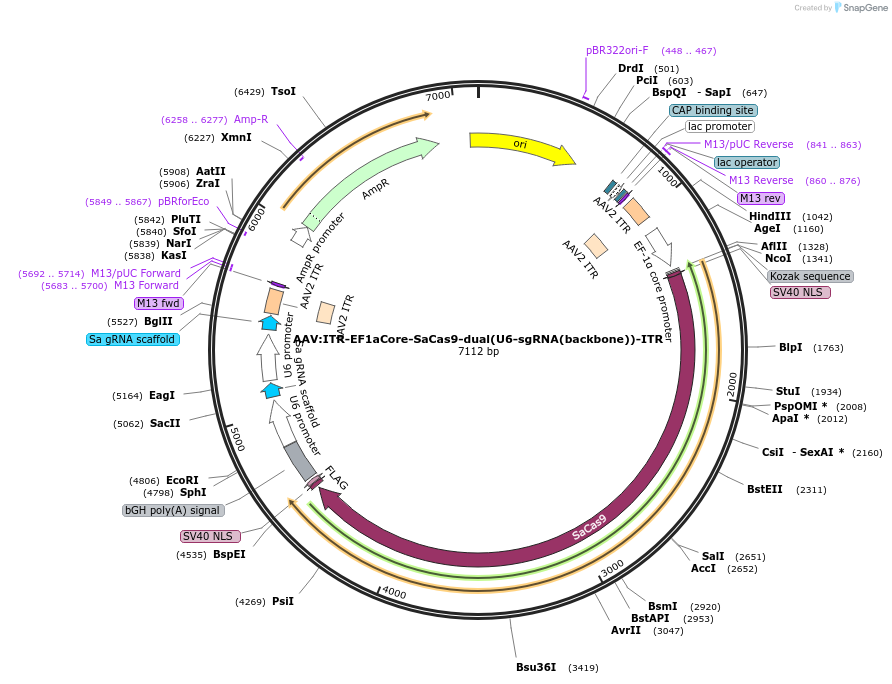 207878-plasmid-map-sequence-id-410394
