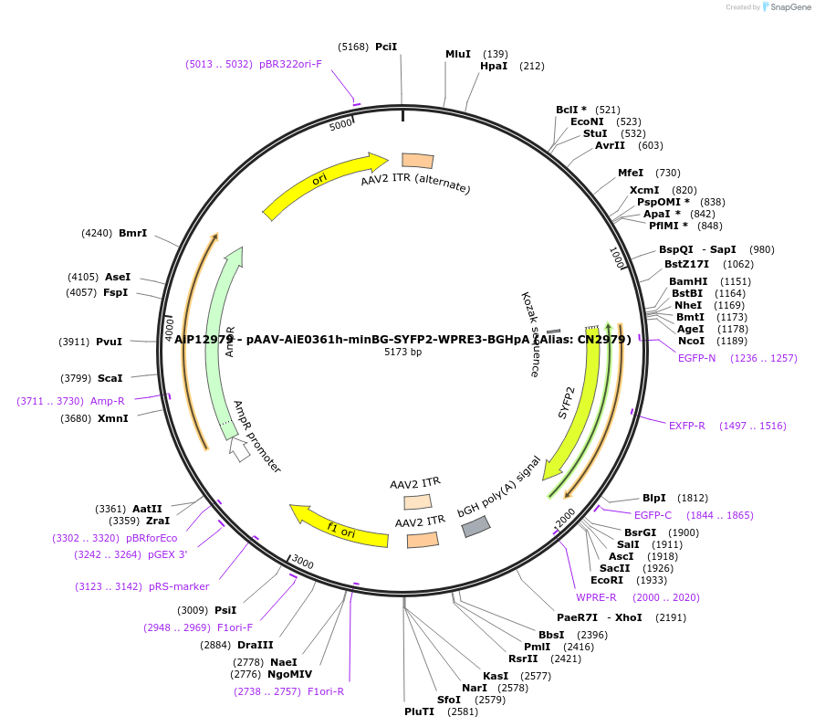 208120-plasmid-map-sequence-id-410469