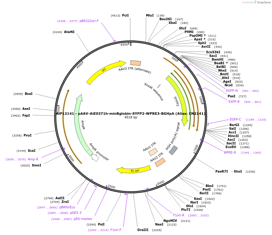 208121-plasmid-map-sequence-id-410475