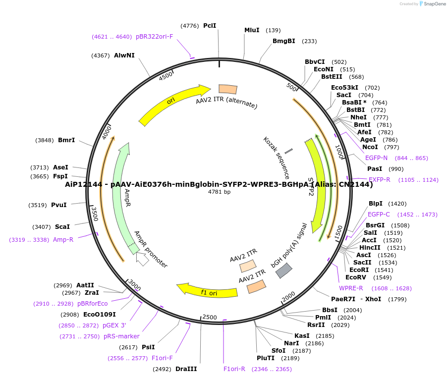 208122-plasmid-map-sequence-id-410478
