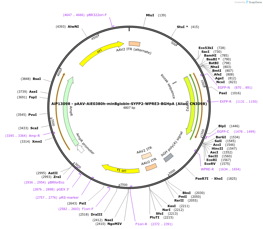 208123-plasmid-map-sequence-id-410480