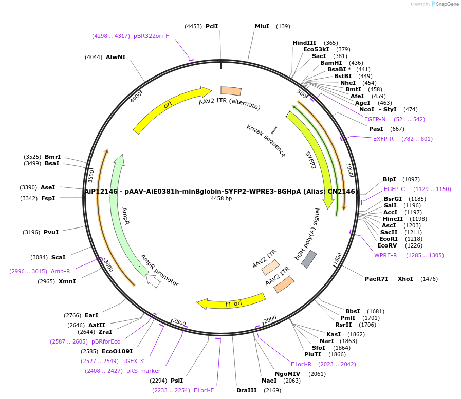 208124-plasmid-map-sequence-id-410482