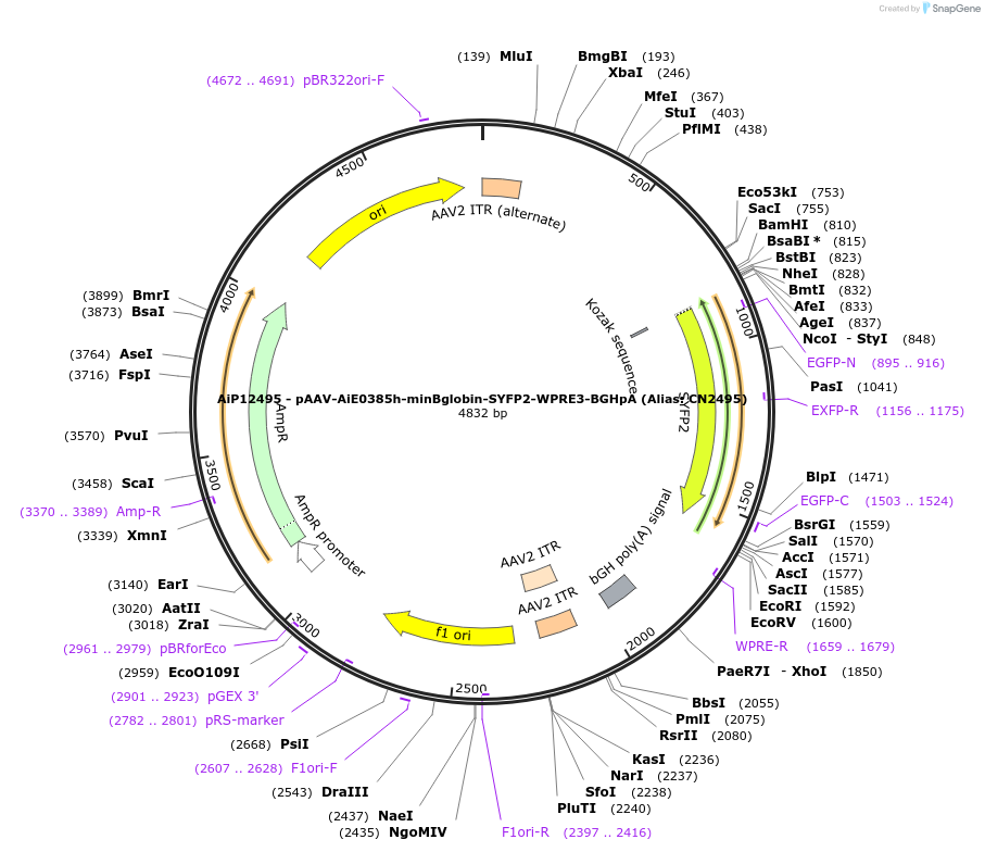 208125-plasmid-map-sequence-id-410488