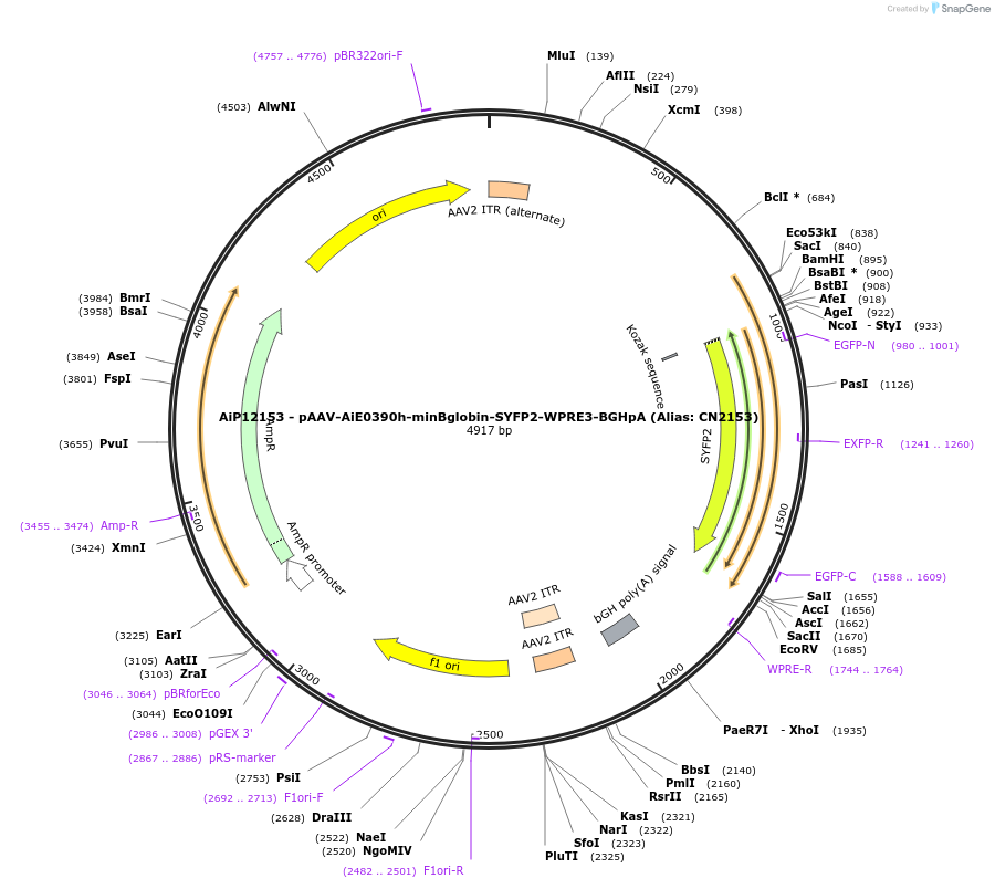 208126-plasmid-map-sequence-id-410525