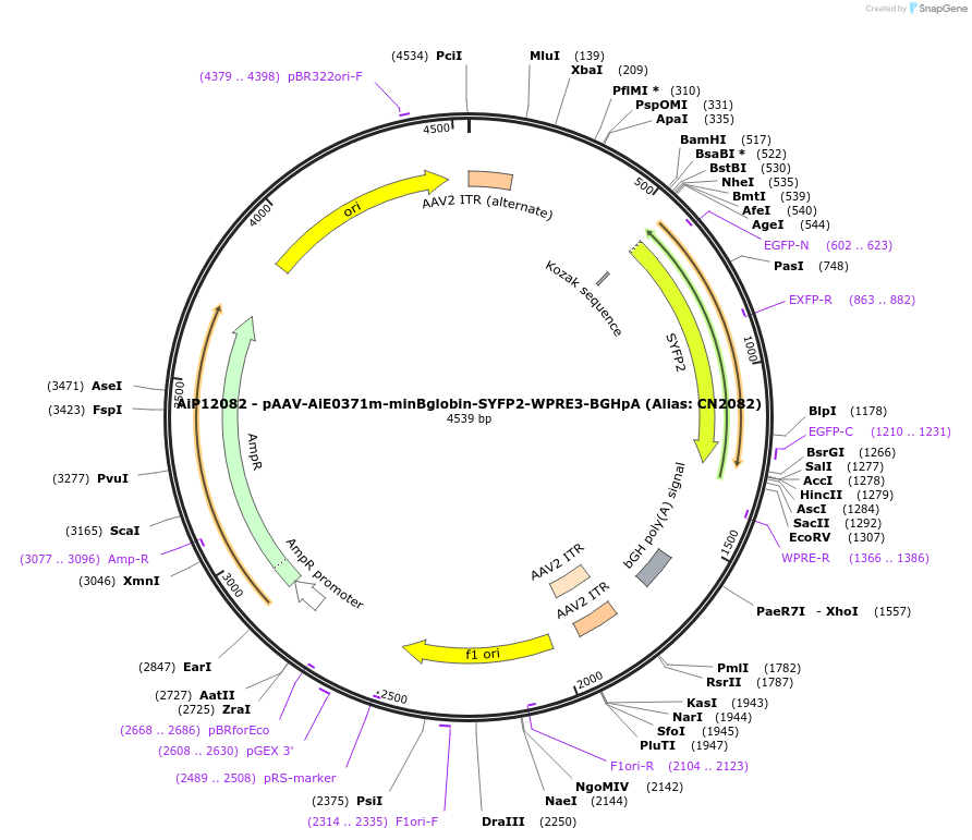 208127-plasmid-map-sequence-id-410526