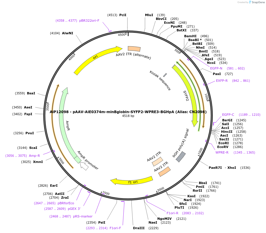 208129-plasmid-map-sequence-id-410529