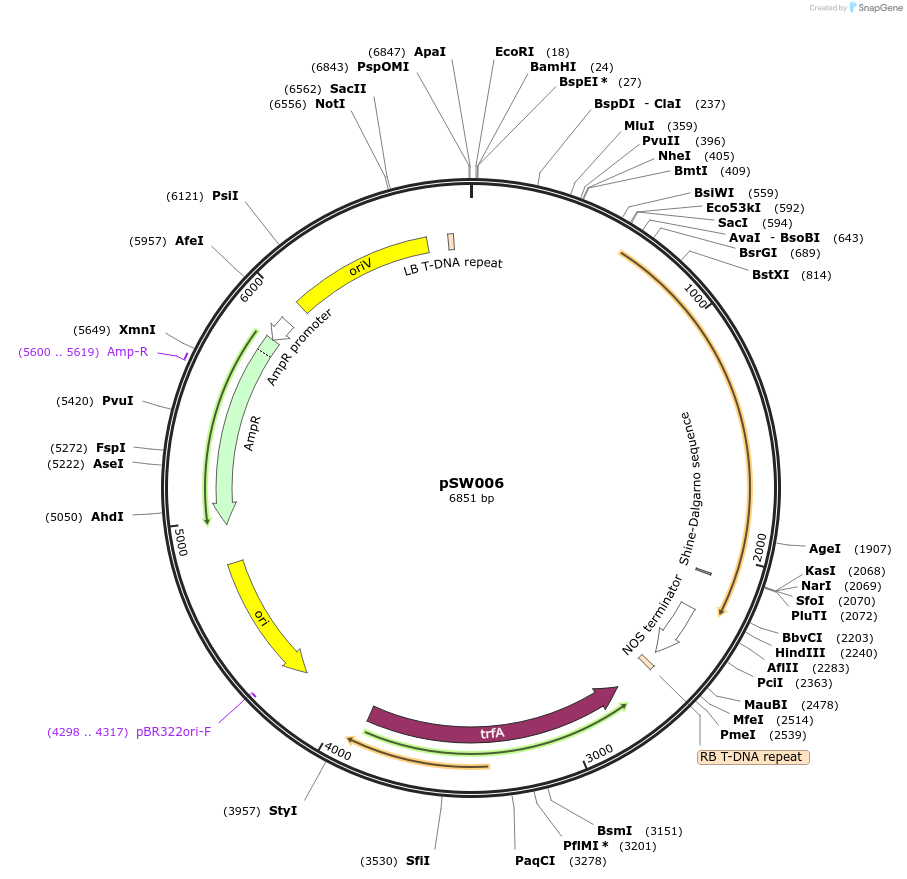 201325-plasmid-map-sequence-id-410530