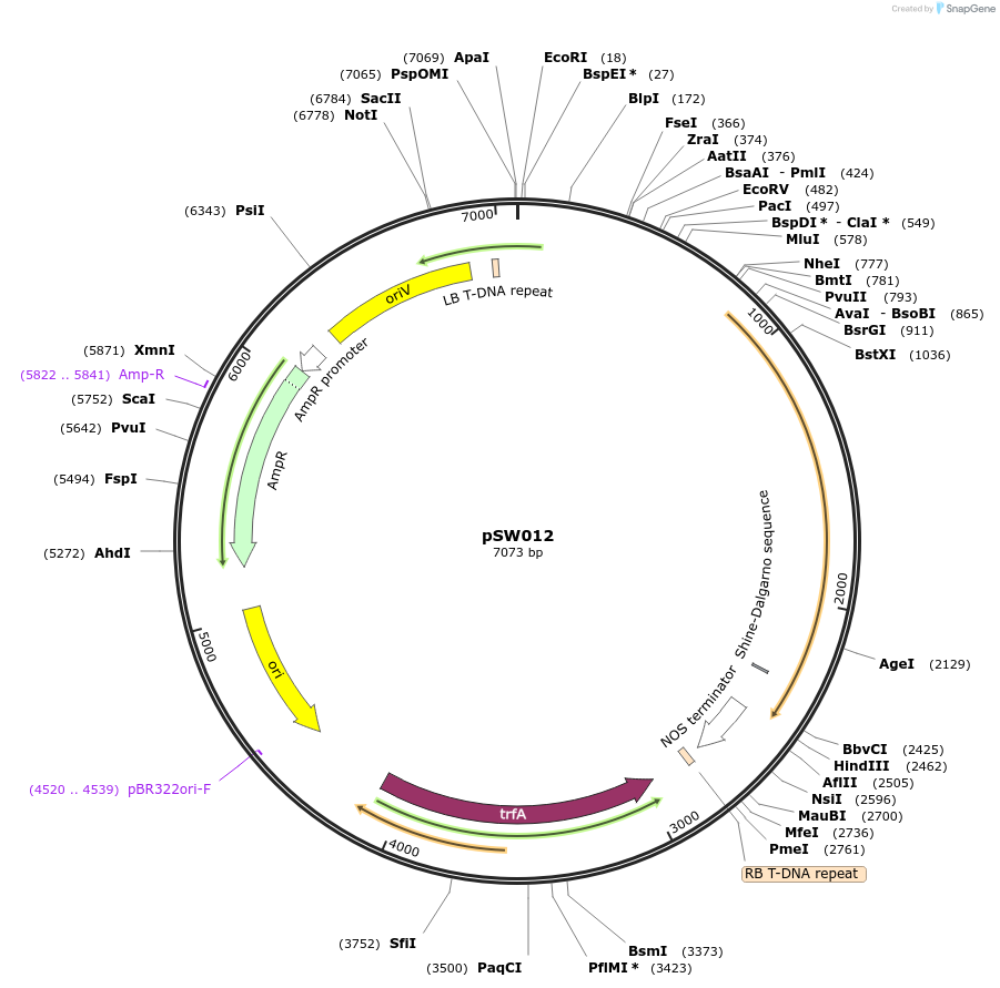 201329-plasmid-map-sequence-id-410532
