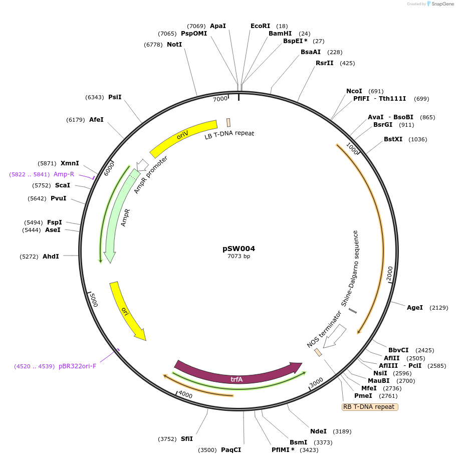 201323-plasmid-map-sequence-id-410534