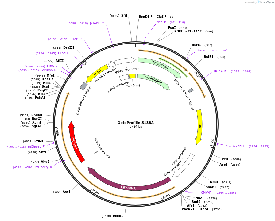 208288-plasmid-map-sequence-id-410535