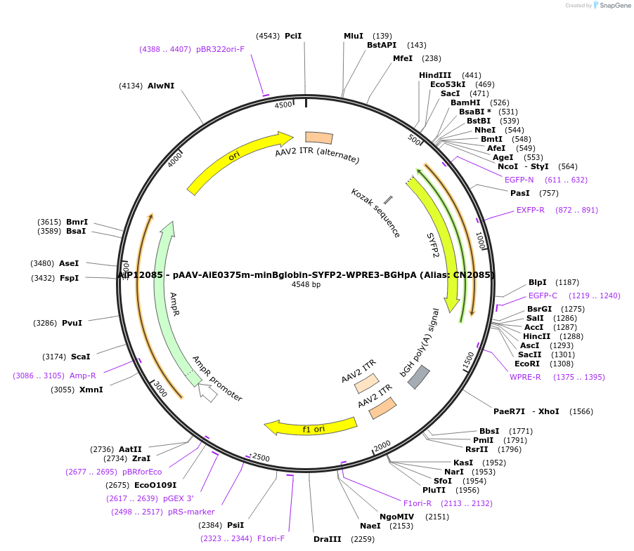 208130-plasmid-map-sequence-id-410536