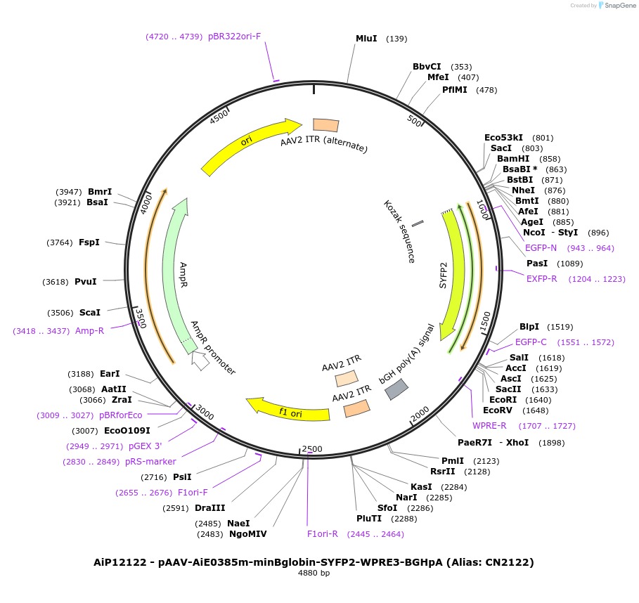 208131-plasmid-map-sequence-id-410537