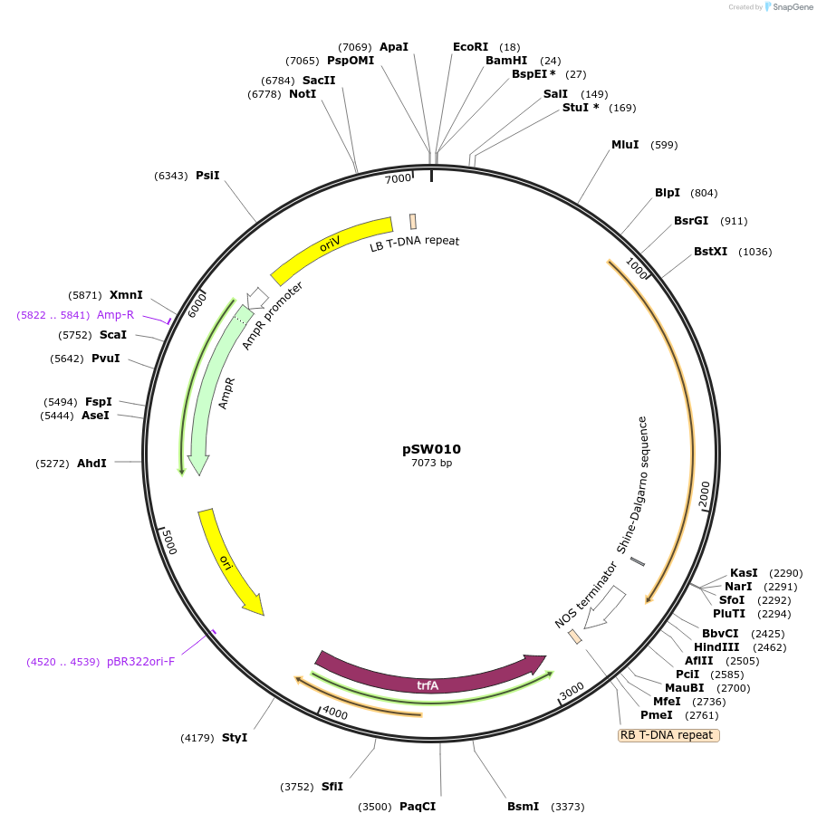 201327-plasmid-map-sequence-id-410538