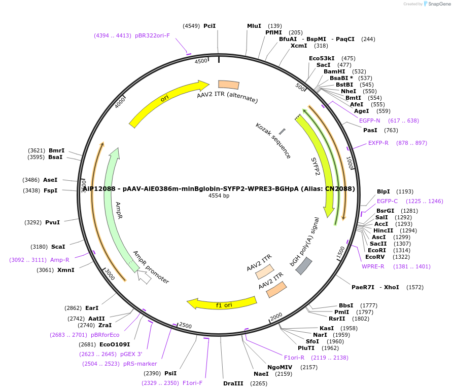 208132-plasmid-map-sequence-id-410540