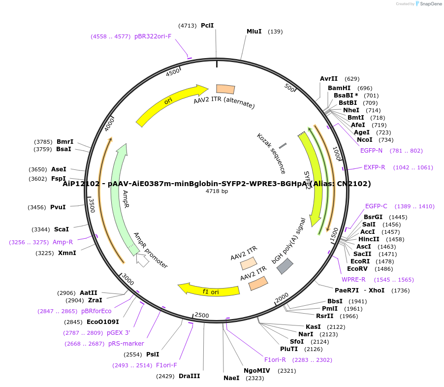 208133-plasmid-map-sequence-id-410546