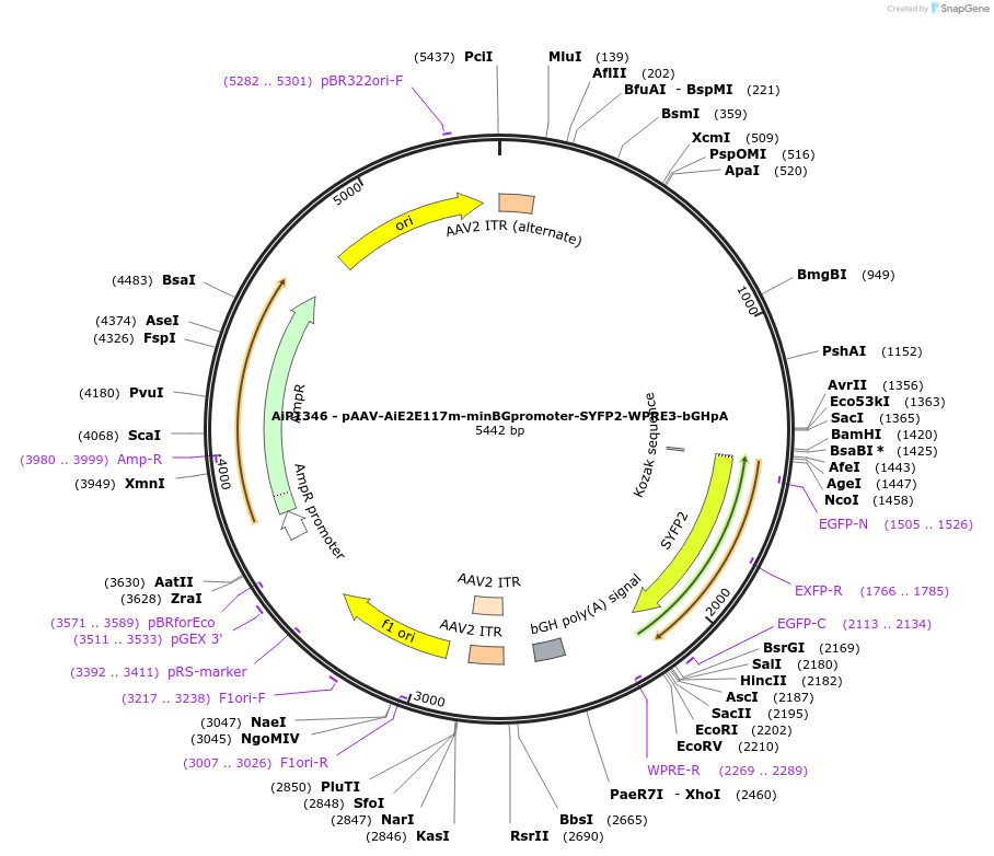 208135-plasmid-map-sequence-id-410550
