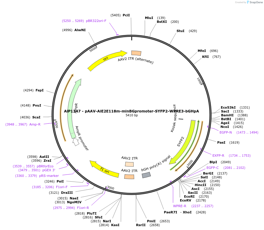 208136-plasmid-map-sequence-id-410552