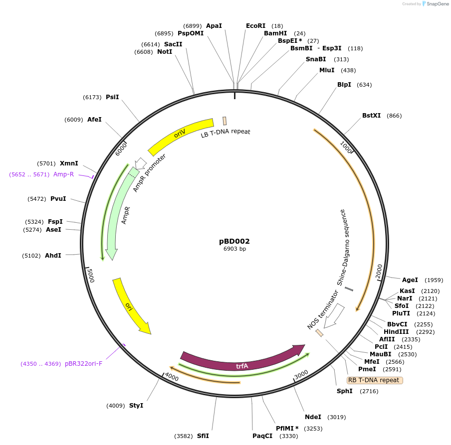 201331-plasmid-map-sequence-id-410554