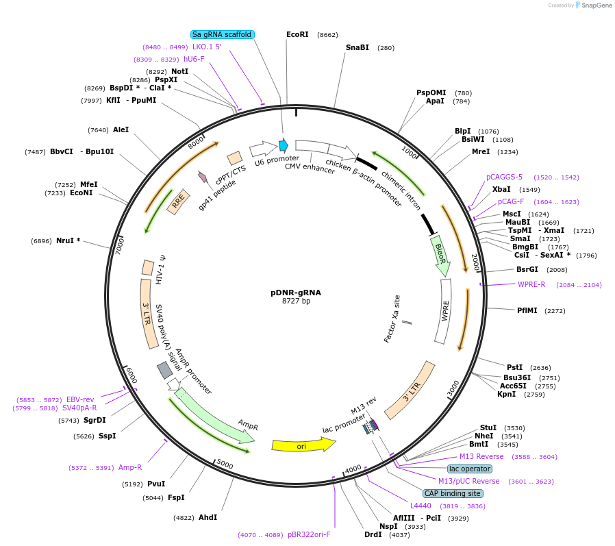 206990-plasmid-map-sequence-id-410556
