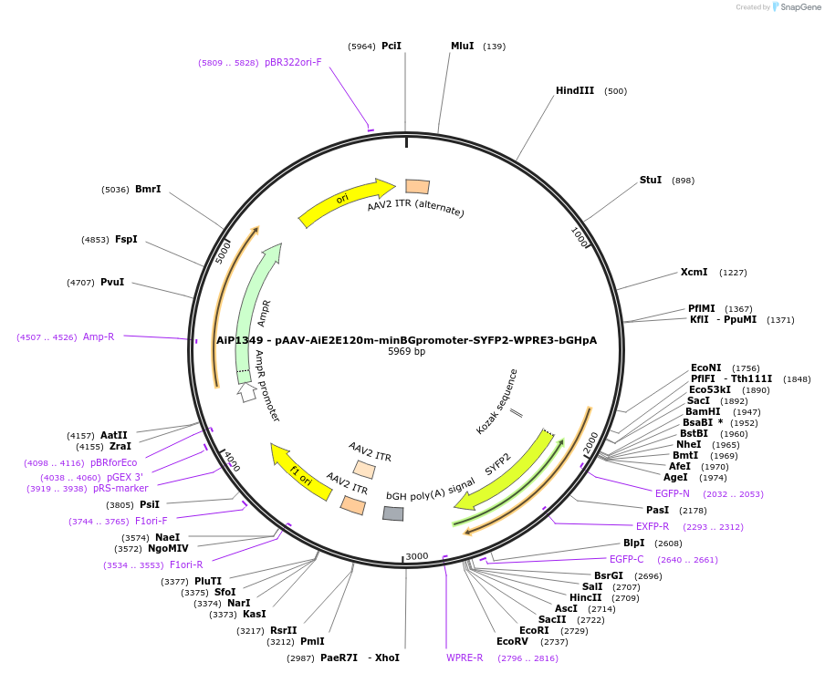 208137-plasmid-map-sequence-id-410557