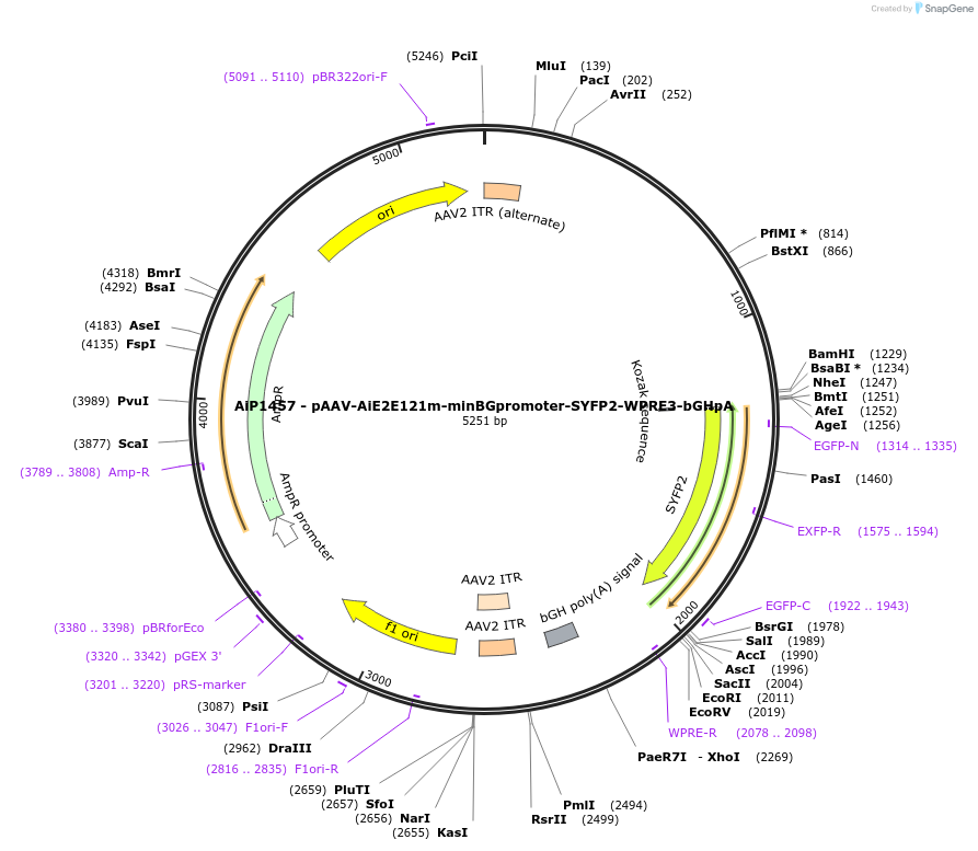 208138-plasmid-map-sequence-id-410558
