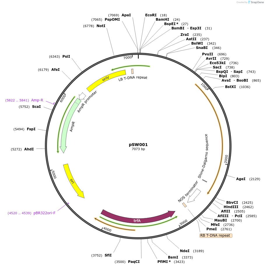 201320-plasmid-map-sequence-id-410559