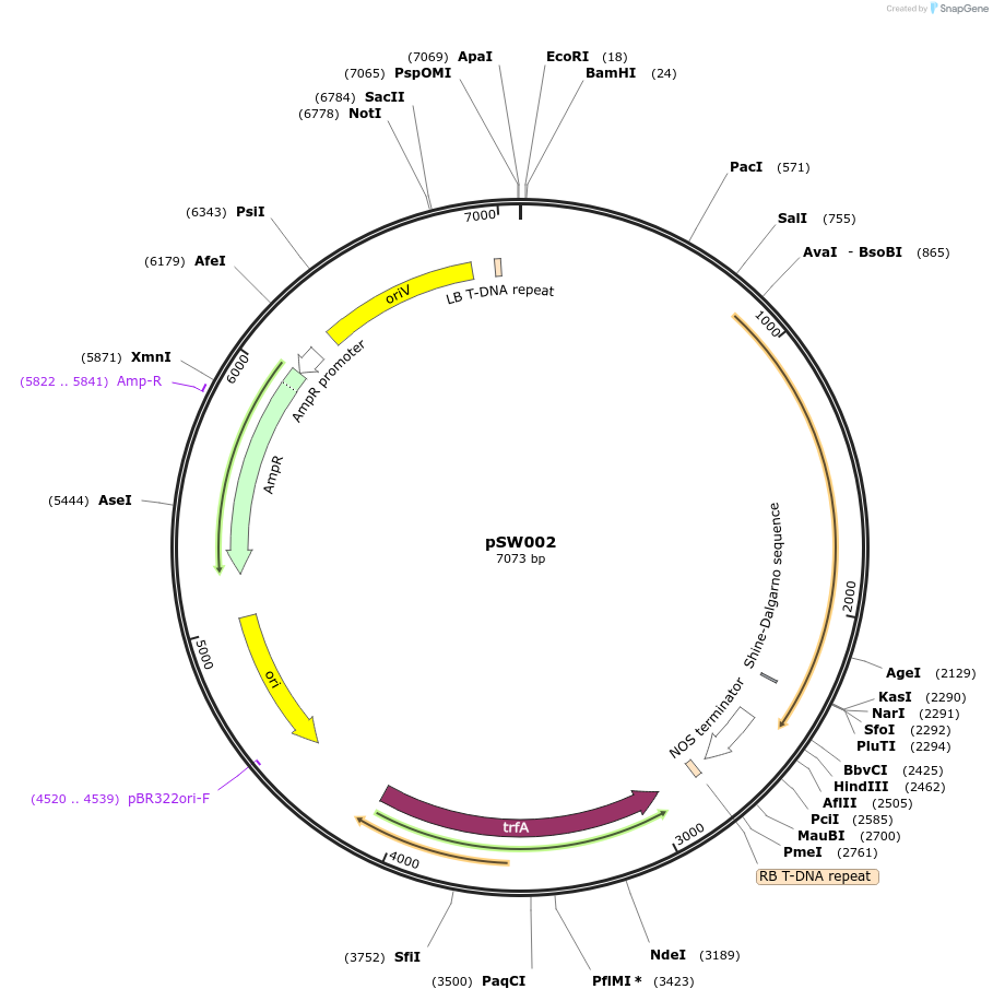 201321-plasmid-map-sequence-id-410564