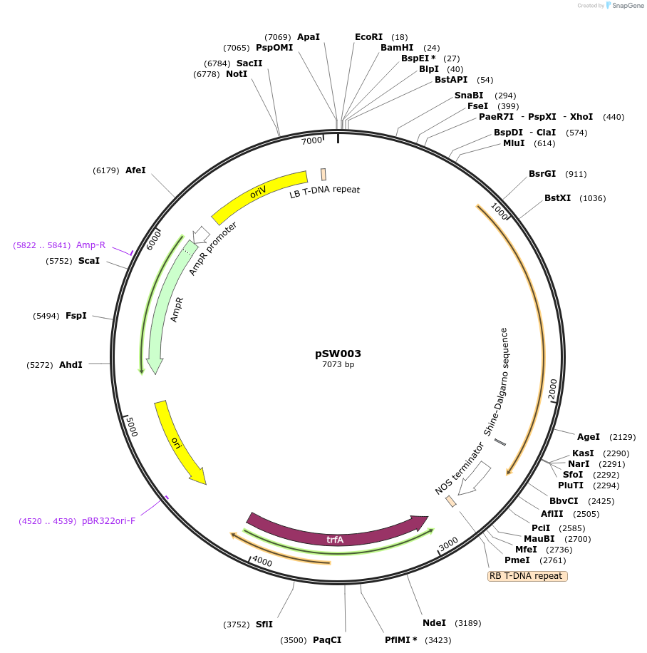 201322-plasmid-map-sequence-id-410566