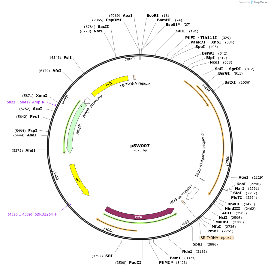 201326-plasmid-map-sequence-id-410568