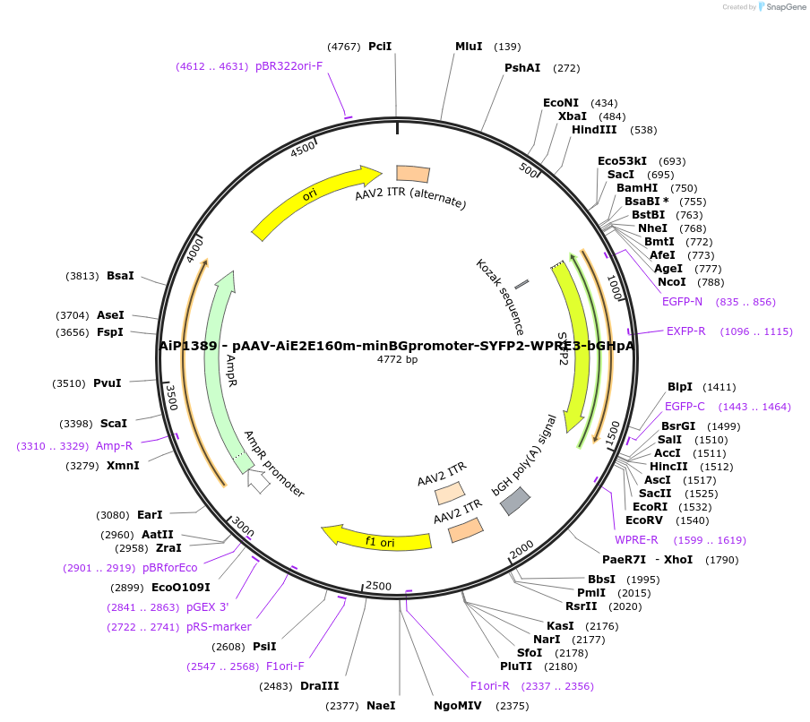 208140-plasmid-map-sequence-id-410571