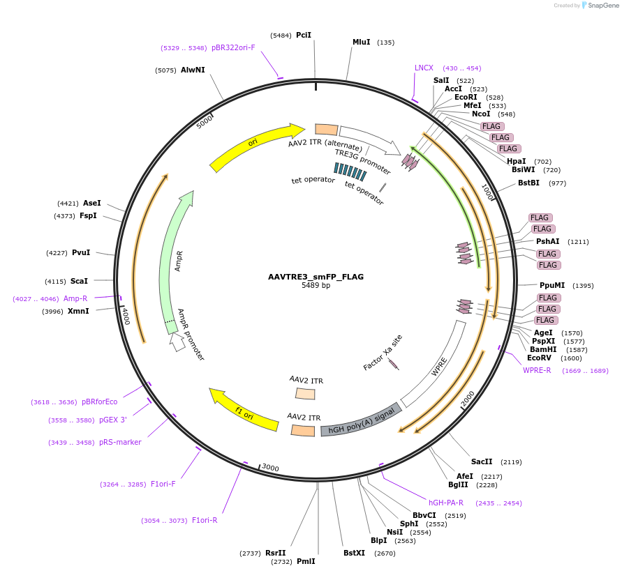 201210-plasmid-map-sequence-id-410573