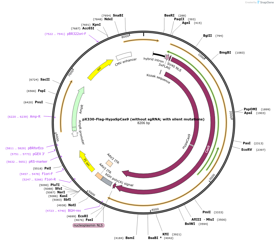 126756-plasmid-map-sequence-id-410579