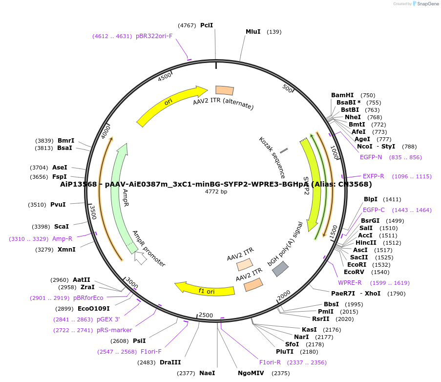208142-plasmid-map-sequence-id-410582