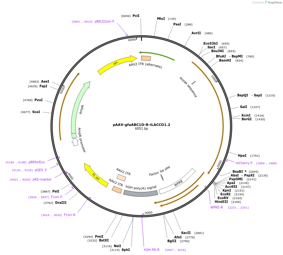 208104-plasmid-map-sequence-id-410586