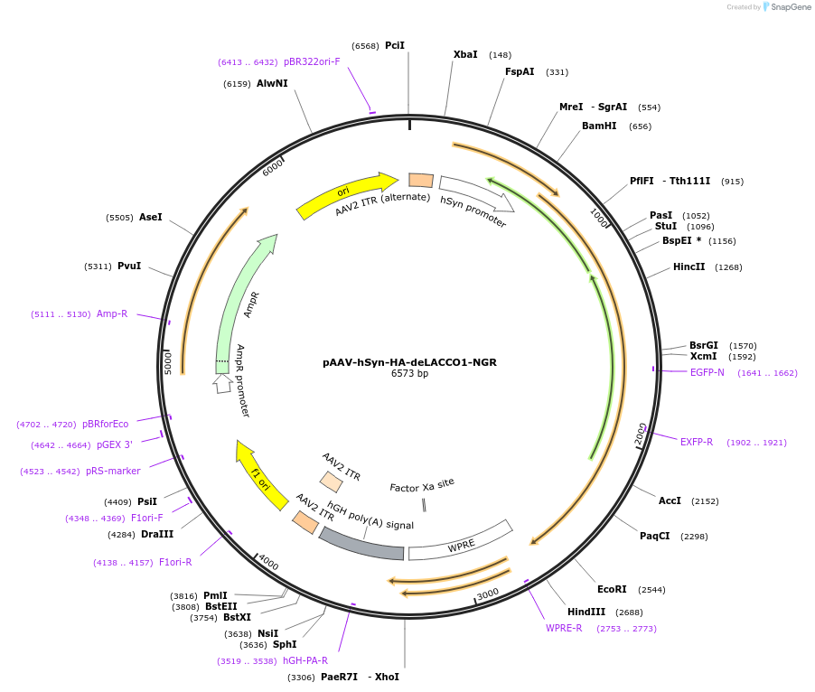 208097-plasmid-map-sequence-id-410587