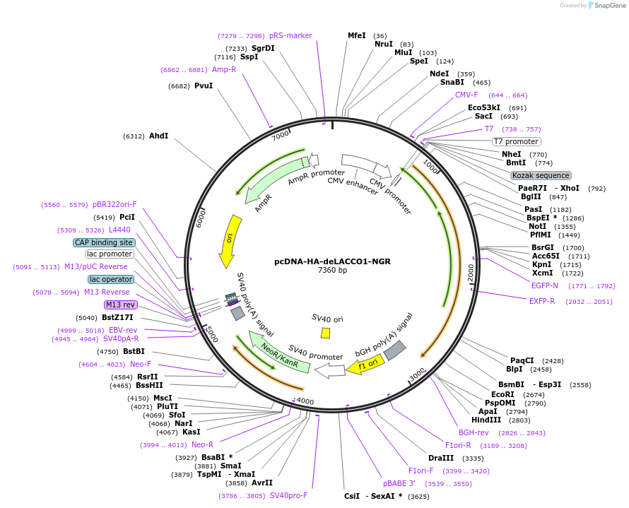208024-plasmid-map-sequence-id-410595