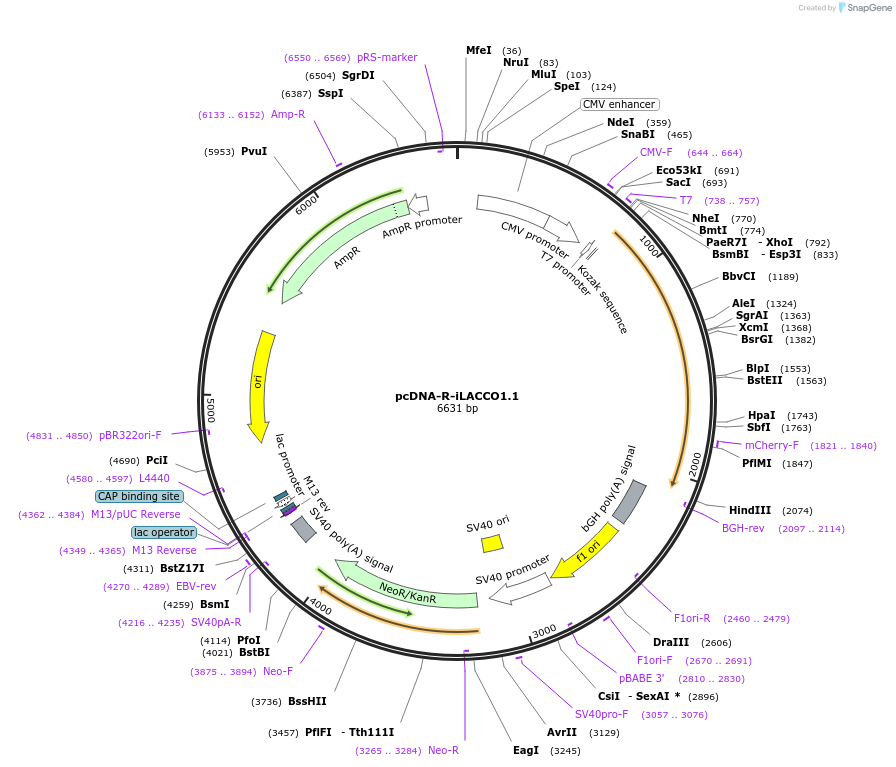 208026-plasmid-map-sequence-id-410596