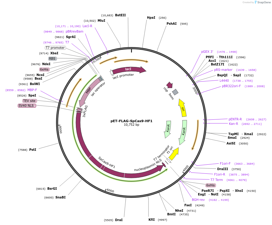 126770-plasmid-map-sequence-id-410602