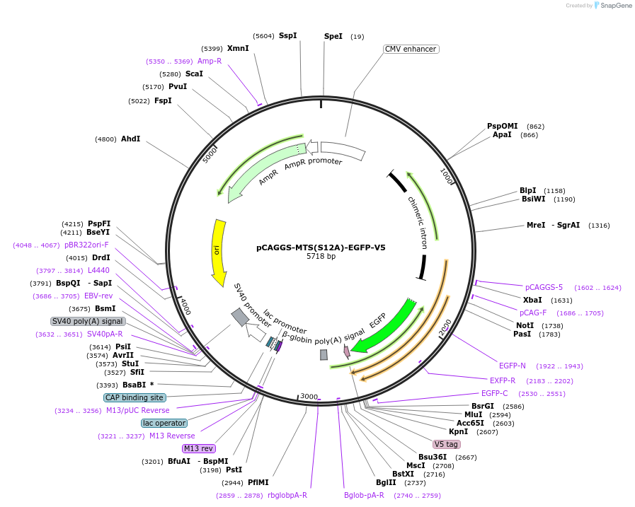 200818-plasmid-map-sequence-id-410626