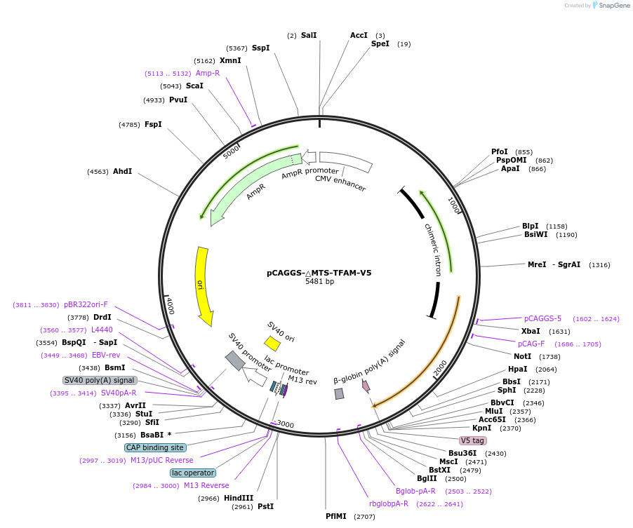 200934-plasmid-map-sequence-id-410627