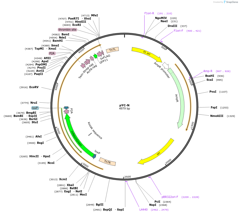 207113-plasmid-map-sequence-id-410641
